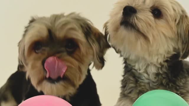 little dogs with party balloons