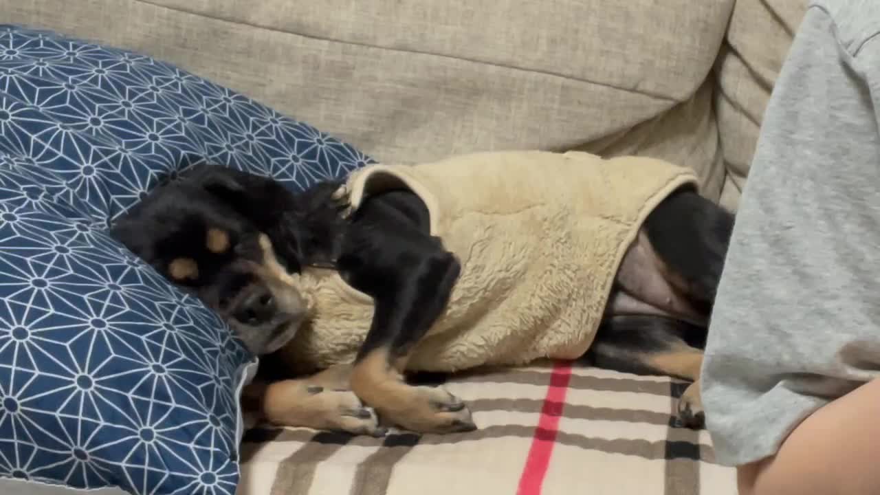 Puppy sleeping like a human (cute animal video)