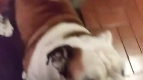 Dog getting slapped in the butt spontaneously