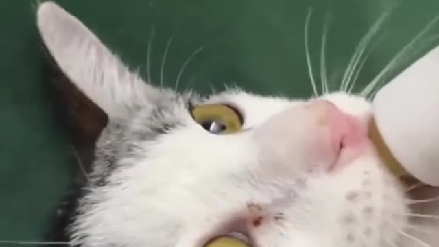 Amazing Cute Cats Funny Viral Clips😹|| #funny Cute Cats #shorts Video😂|| #trending #animals #reels