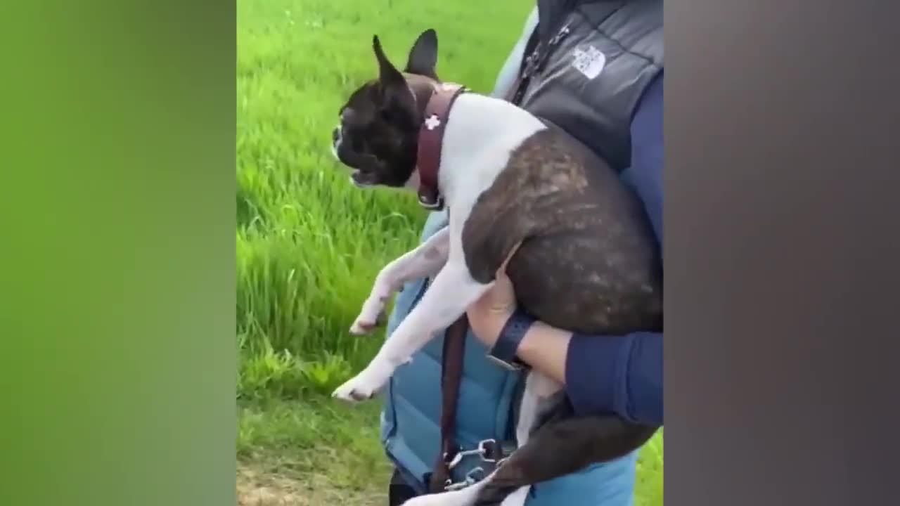 Cute and funny cat and dog video