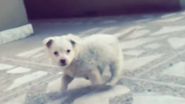 Cute Dog Running | Lovely Dog #cutedogs