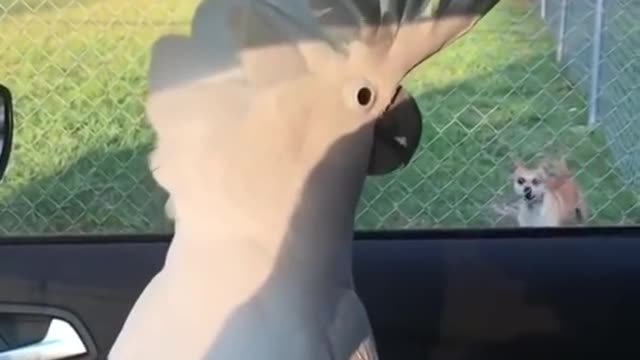 Funny Bird and Dog barking