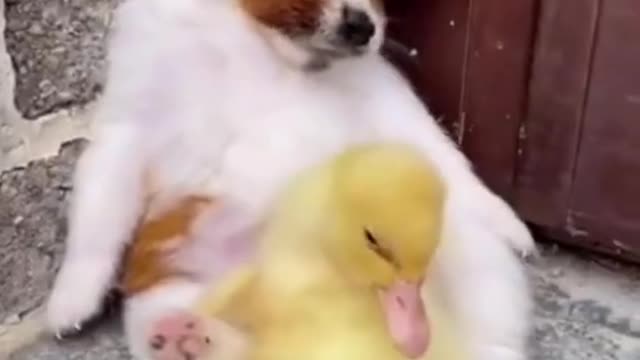 Funny and Cute DOG Videos Compilation