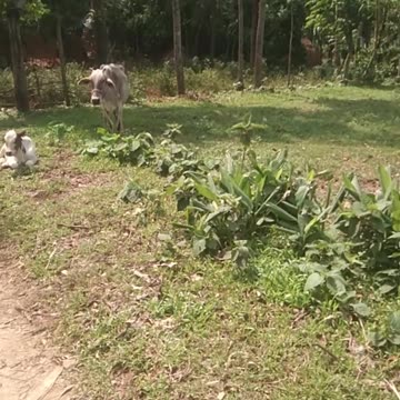 Cat Funny videos|Lovely goat videos cow