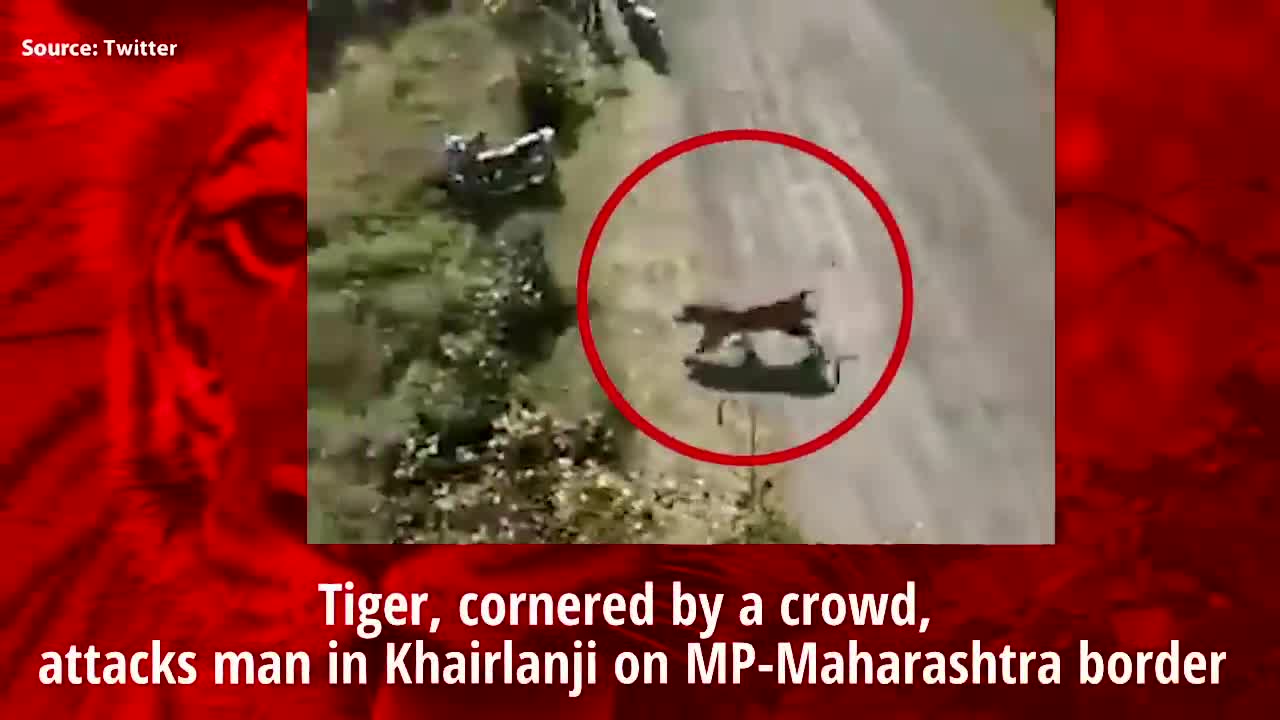 On cam: Tiger, cornered by crowd, attacks one man in MP