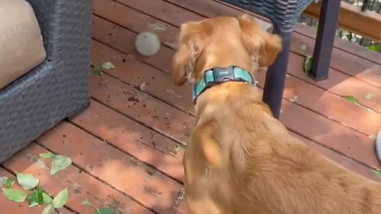 Dog Plays Fetch by Herself