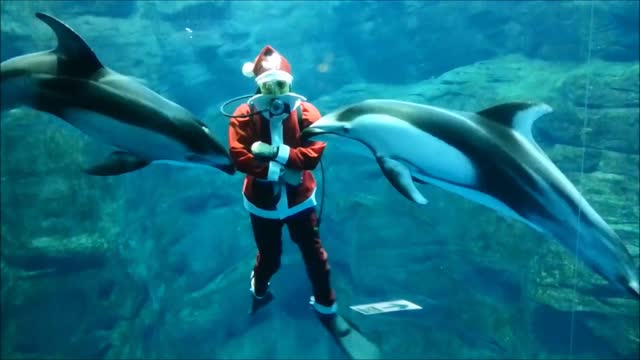 Santa Swimming with the Dolphins-. Scuba diver