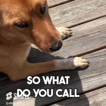 Dog jokes that love their bellies rubbed #dogjokes #dadjoke