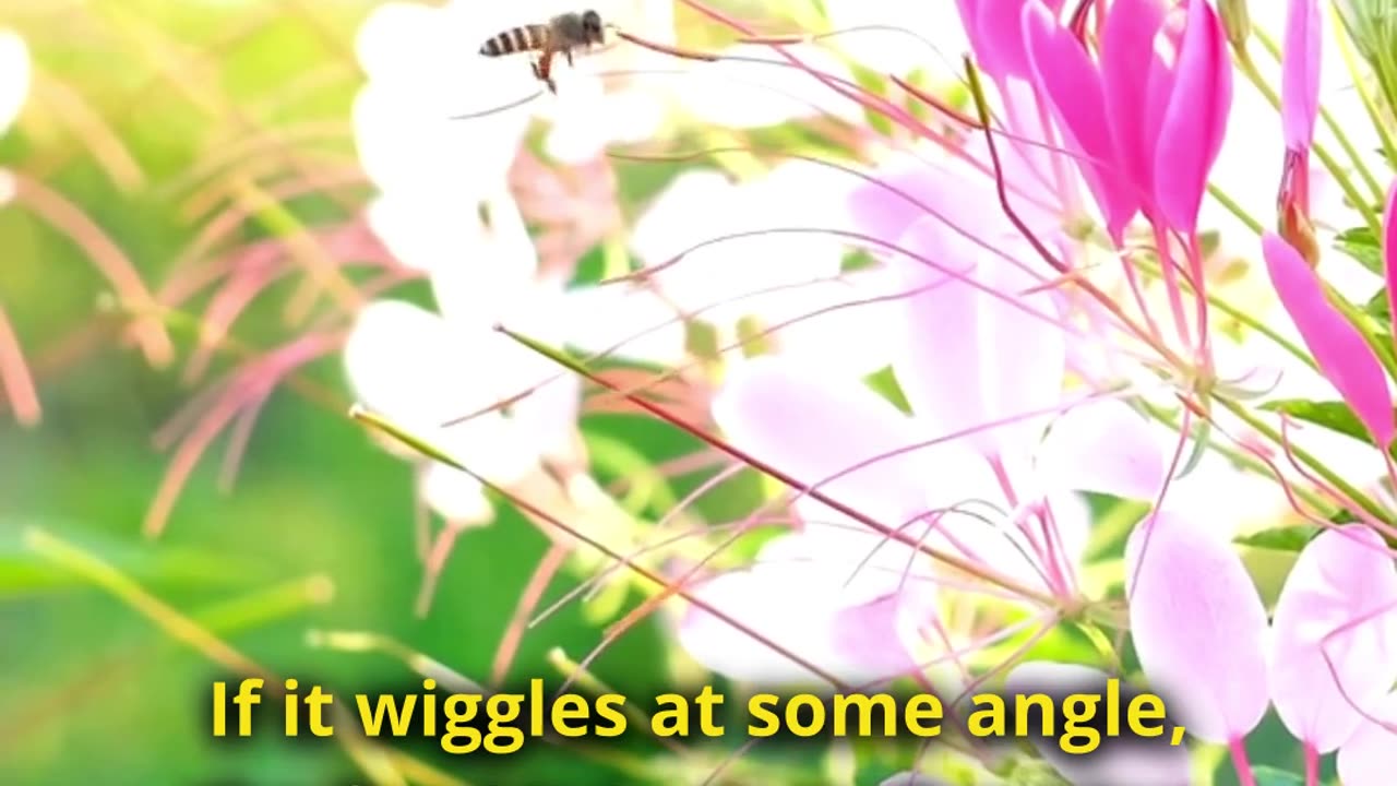 The Secret Language of Bees: Waggle Dance