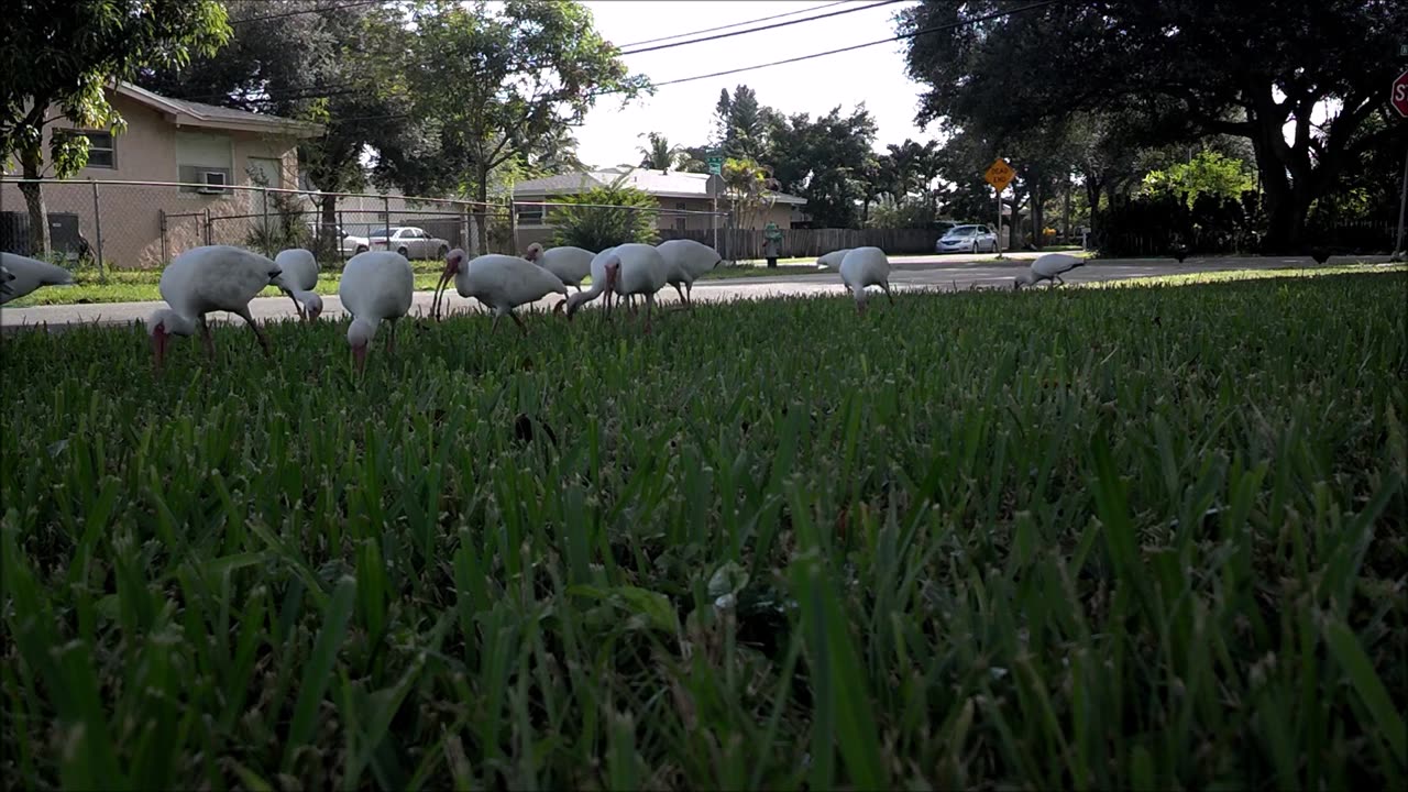 Flock of Ibis Feasting on South Florida Lawn.