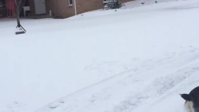 Black dog getting snow ball tossed at it and eating it