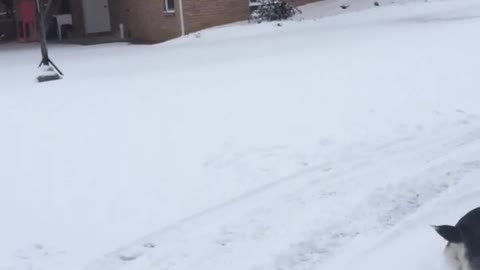 Black dog getting snow ball tossed at it and eating it