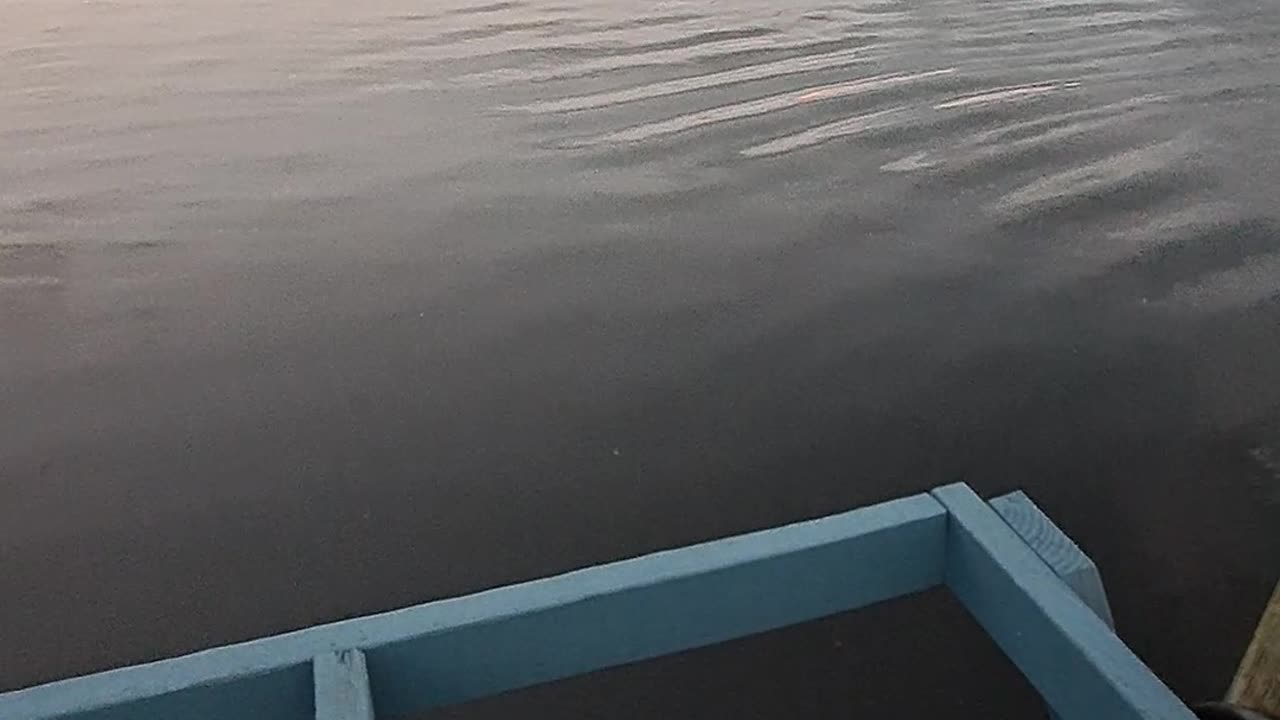 Alligator swimming toward me, then sees me and stops. 2/9/24 Florida