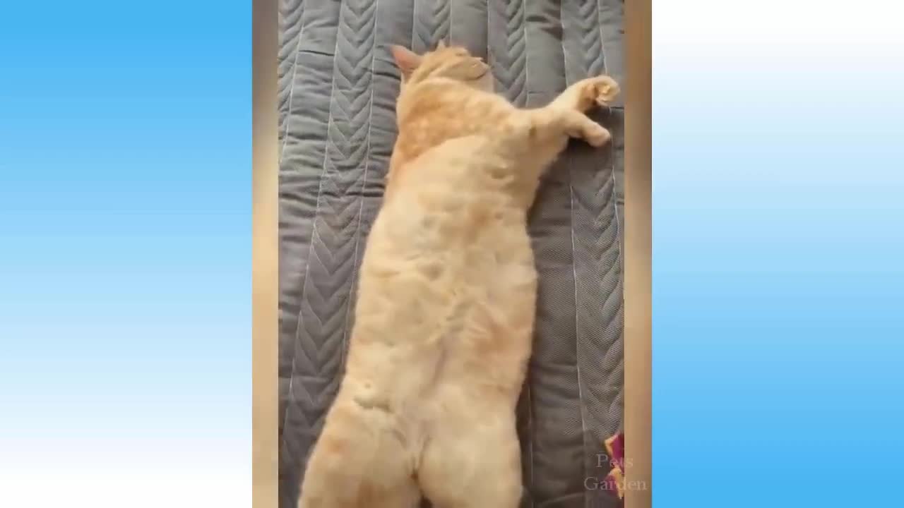 Top Funny Cat Videos of The Weekly - TRY NOT TO LAUGH #7 Catanddogsvideos