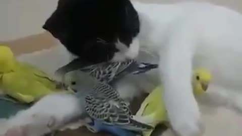 Parrot's and sweet and gently cat friend