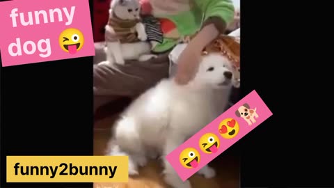 Funniest Cats And Dogs Video 087