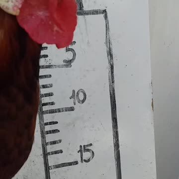 I'm on RUMBLE. My Rooster! Covid vaccine kills! Youtube is evil!