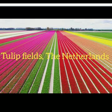 Did You Know? Tulip fields || FACTS || TRIVIA