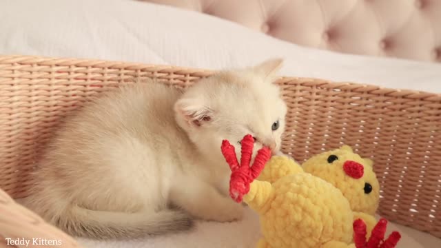 kittens with an unusual hue of British shorthair