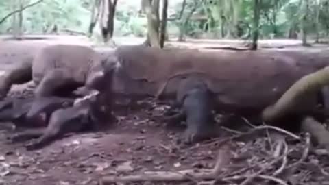 KOMODO DRAGONS EATS A WILD BOAR ALIVE