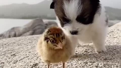 Cute and lovely pet family