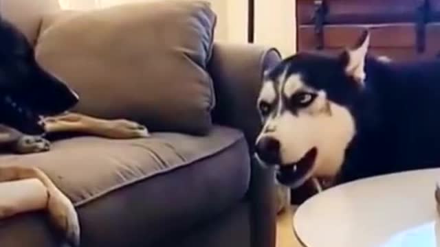 Husky dog keeps saying no when mom won't let her take bones from her friends