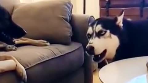 Husky dog ​​keeps saying no when mom won't let her take bones from her friends