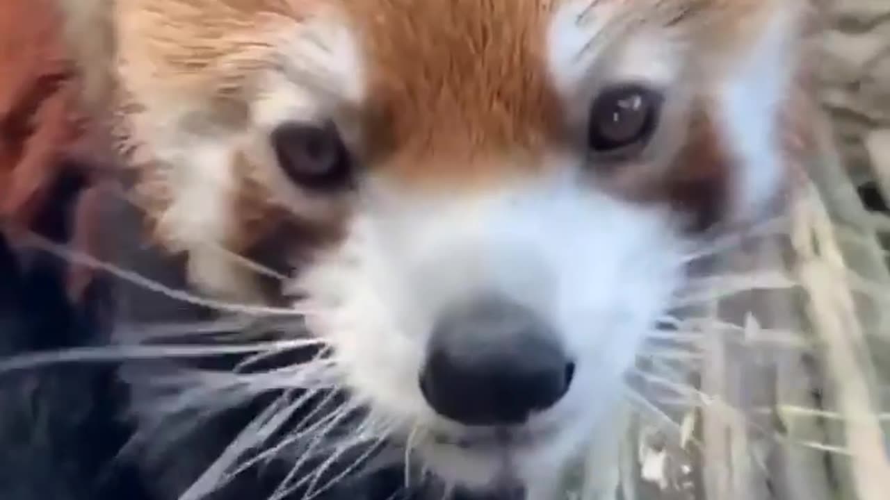 Wildlife
