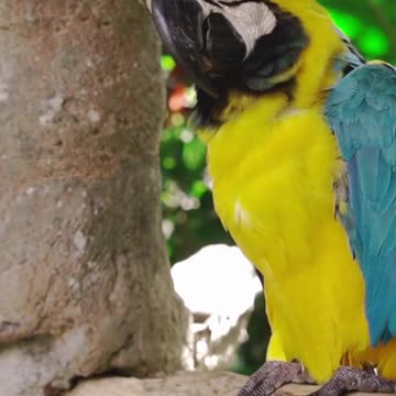 Baby Animals 🔴 Funny Parrots and Cute Birds Compilation