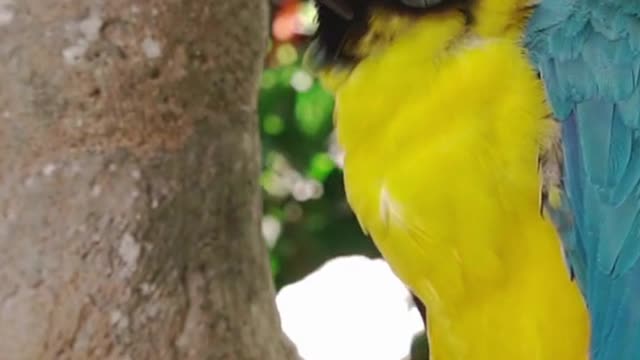 Baby Animals 🔴 Funny Parrots and Cute Birds Compilation