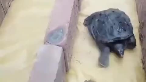 And the tortoise won again