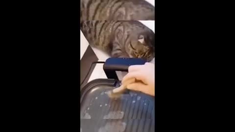 Small Dogs vs. Kittens – Who’s Funnier?"
