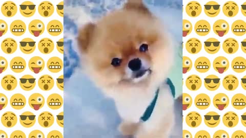 FUNNY PETS ANIMAL COMPILATIONS 2021