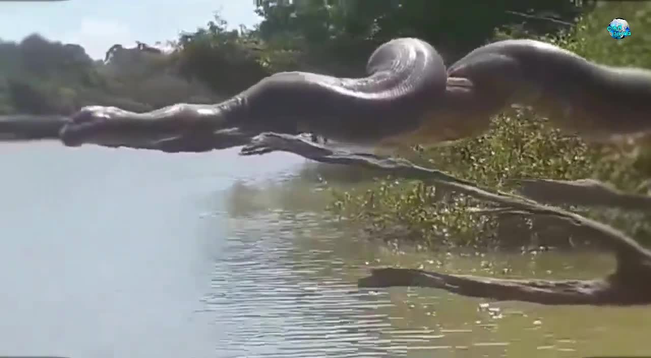 GAINT Anaconda caught on camera | Brazil Anaconda