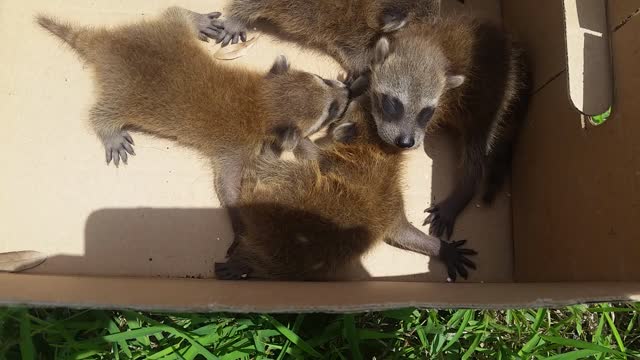 Racoons in FL