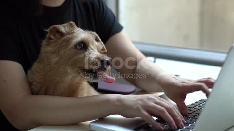 Woman using computer with dog stock video