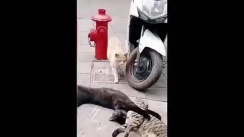 Funny animals video