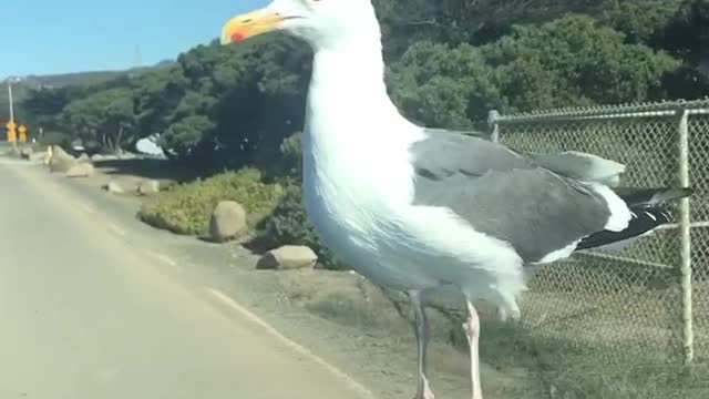 Seagull Decides to Hitchhike