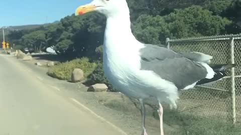 Seagull Decides to Hitchhike