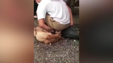 Funniest Animals 2024 🤣😂 New Funny Cats and Dogs Videos 😹🐶 Part 1