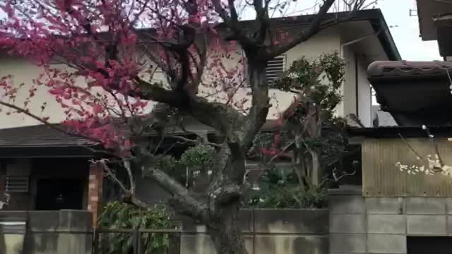 Spring is coming to Japan