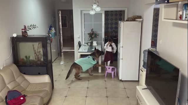 Move a chair to get food from the heights for the little owner