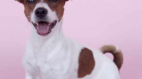 a-cute-dog