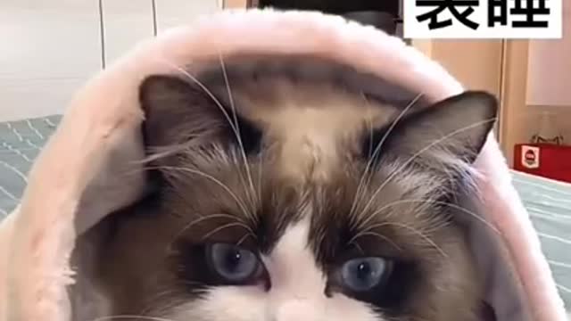 Cute and Funny Cat Video Compilation