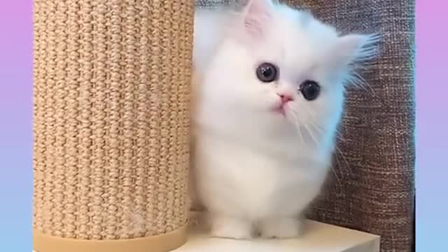 Short funny cat vedio🐈🐈