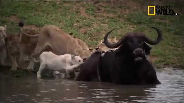 White Lion