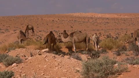 Camels Video Animals