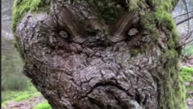 World's Most Badass Tree?