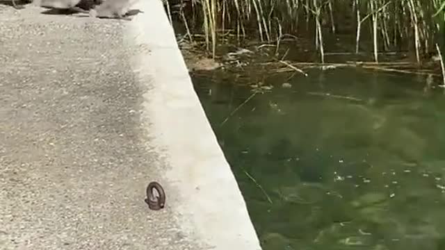 Adorable Cygnets Learn To Swim